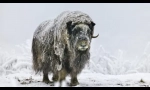 Разни - много редки manmnock